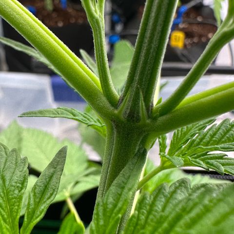 CxLAZ #16 50.72g growlog photo: Lollipoped