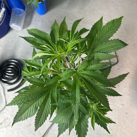 CxLAZ #31 C growlog timeline photo