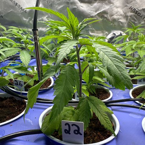 MiscxLAZ #22 C 42.33g growlog timeline photo