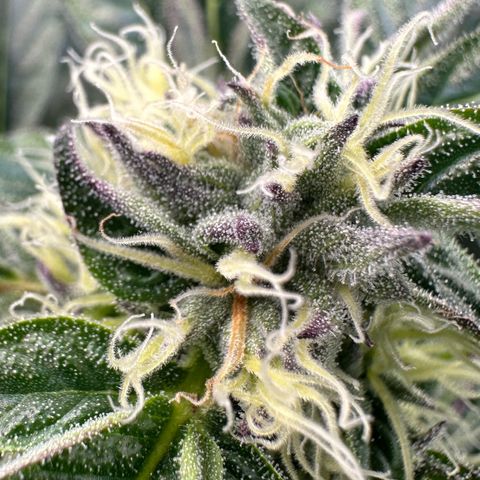 Misc x (LA Kush x Zkittles) #37 42.26g growlog timeline photo