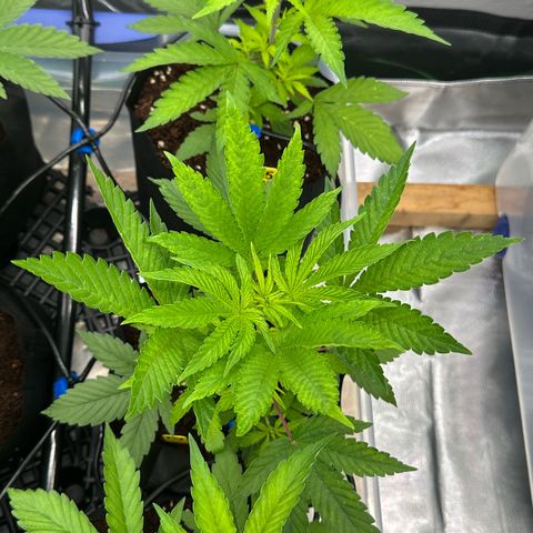 CxLAZ #16 50.72g growlog timeline photo