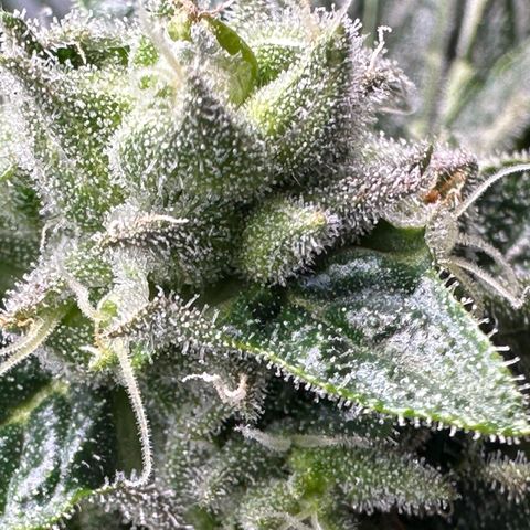 Misc x (LA Kush x Zkittles) #26 60.7g growlog timeline photo