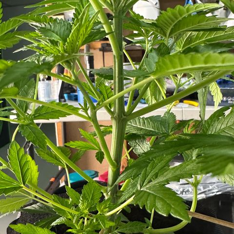 CxLAZ #16 50.72g growlog photo: Lollipoped