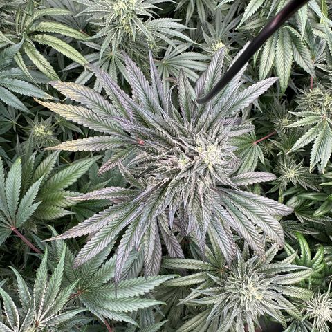 Misc x (LA Kush x Zkittles) #22 34.14g growlog timeline photo