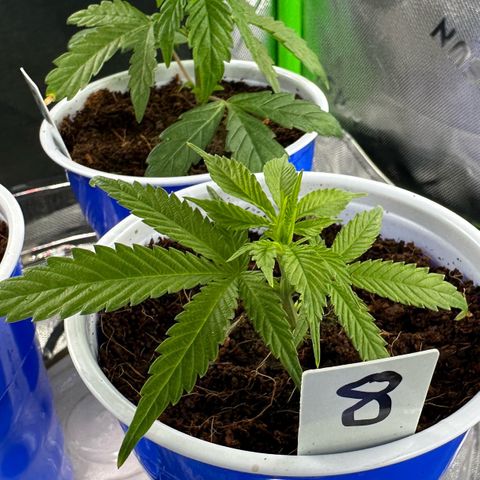 Shaman growlog timeline photo