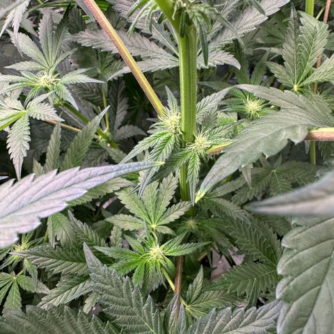 CxLAZ #16 50.72g growlog timeline photo