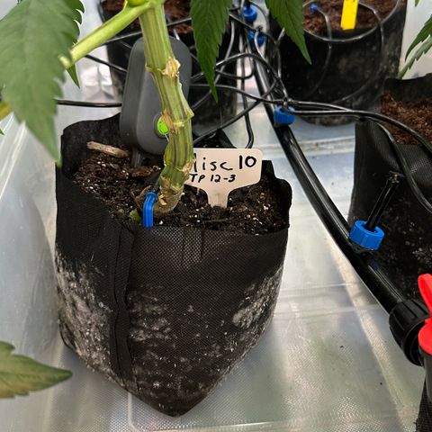 Misc x (LA Kush x Zkittles) #10 growlog timeline photo