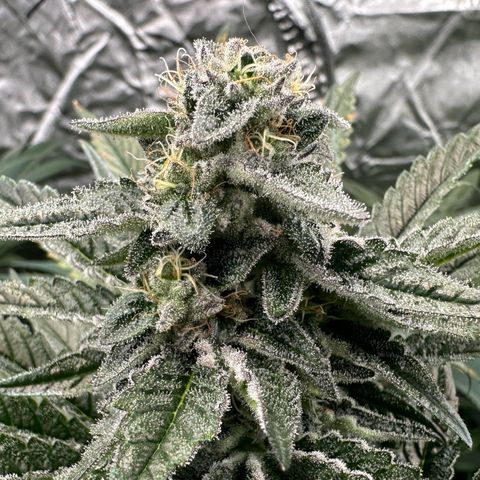 Misc x (LA Kush x Zkittles) #29 25.69g growlog timeline photo