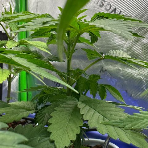Fuel D.OG #2 Female 49.44g M growlog timeline photo