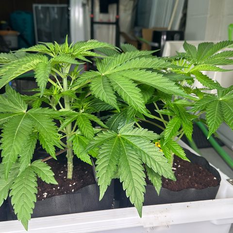 CxLAZ #16 50.72g growlog timeline photo