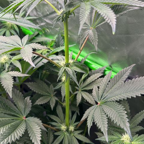 Misc x (LA Kush x Zkittles) #34 15.68g growlog timeline photo