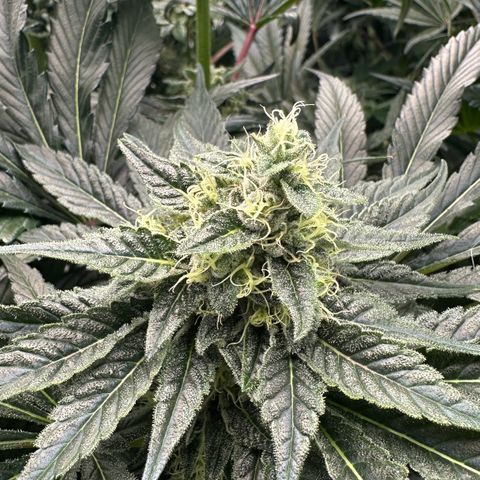 CxLAZ #06 growlog timeline photo