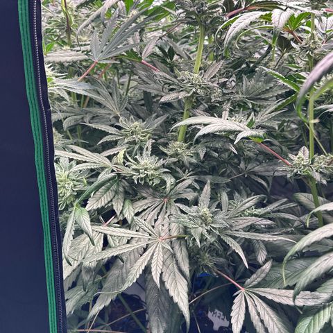 Misc x (LA Kush x Zkittles) #33 19.08g growlog timeline photo