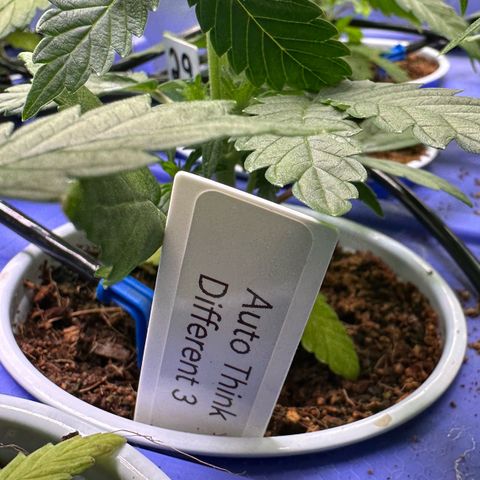 Auto Think Different  #3 growlog photo: Transplanted into 3 gal