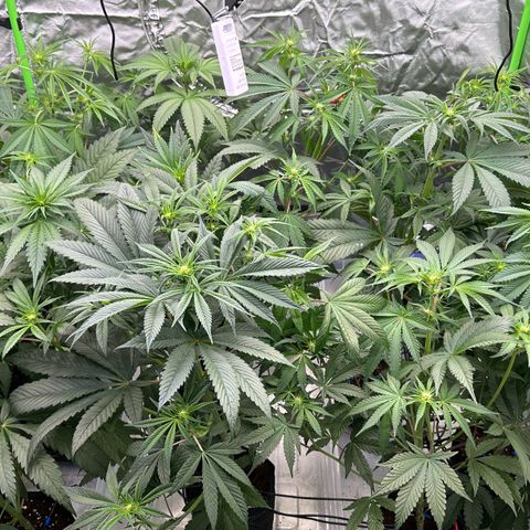 CxLAZ #16 50.72g growlog timeline photo