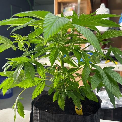 CxLAZ #16 50.72g growlog photo: Lollipoped