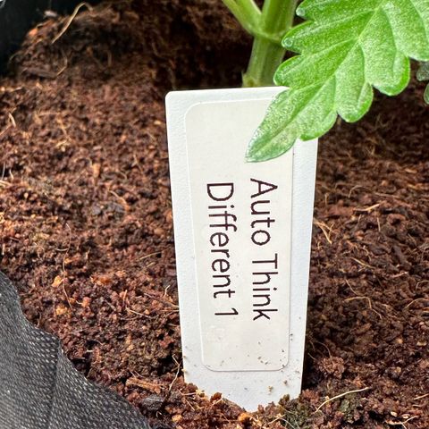 Auto Think Different  #1 growlog timeline photo