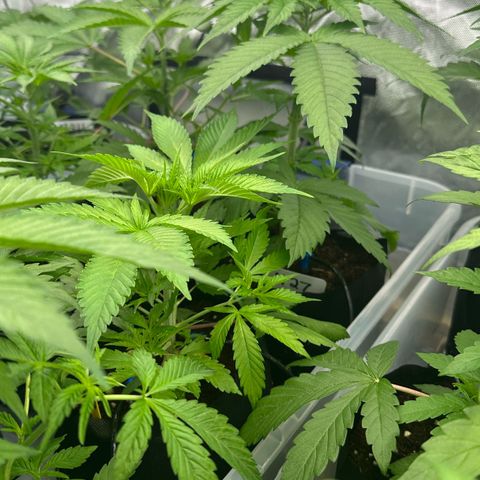 Misc x (LA Kush x Zkittles) #27 33.12g growlog timeline photo