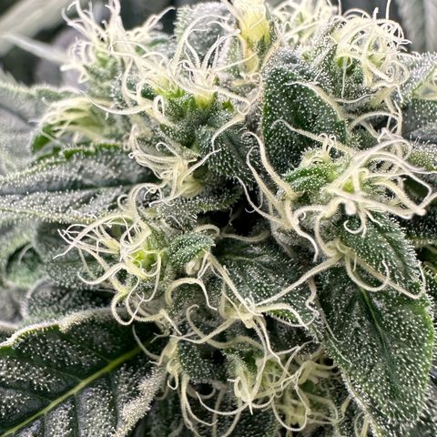 Misc x (LA Kush x Zkittles) #08 growlog timeline photo