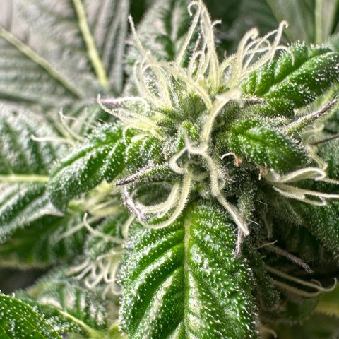 Misc x (LA Kush x Zkittles) #35 28.55g growlog timeline photo