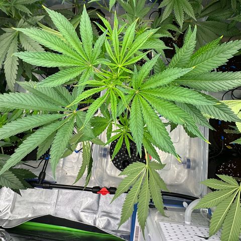CxLAZ #16 50.72g growlog timeline photo