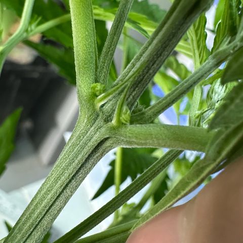 CxLAZ #16 50.72g growlog photo: Lollipoped