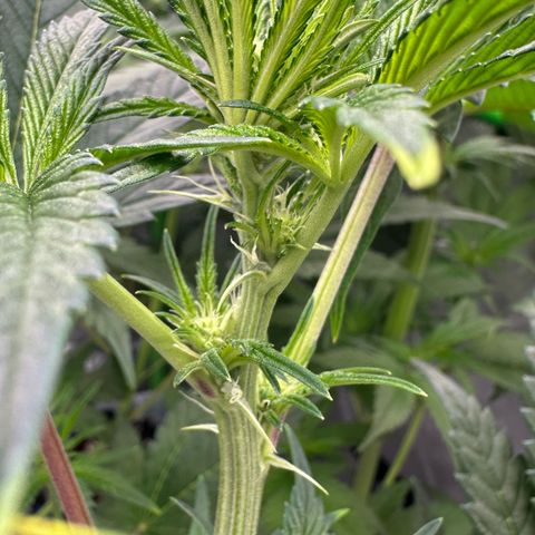 CxLAZ #16 50.72g growlog timeline photo
