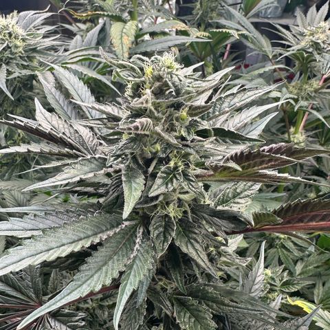 CxLAZ #03 45.52g growlog timeline photo