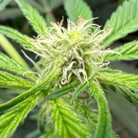 CxLAZ #16 50.72g growlog timeline photo