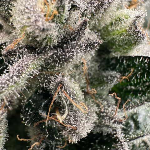 Misc x (LA Kush x Zkittles) #29 25.69g growlog timeline photo