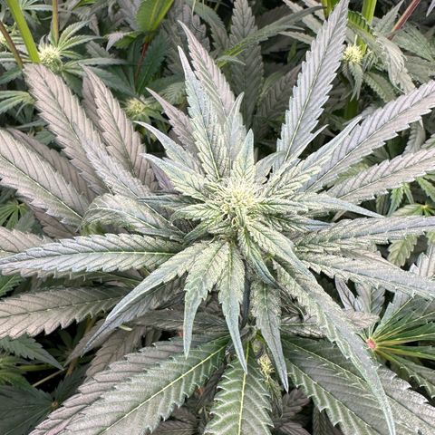 CxLAZ #16 50.72g growlog photo: Leafy 