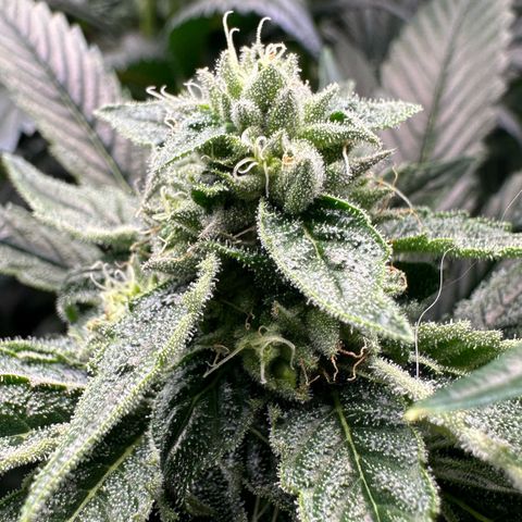 Misc x (LA Kush x Zkittles) #26 60.7g growlog timeline photo