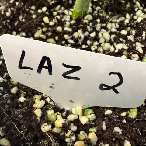 CxLAZ #16 50.72g growlog photo: Lollipoped