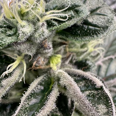 CxLAZ #03 45.52g growlog timeline photo