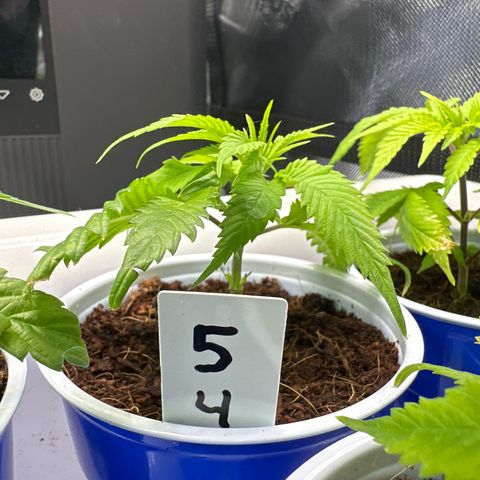 MiscxLAZ 5-4 34.63g growlog timeline photo