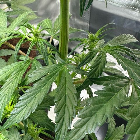 Auto Think Different  #1 growlog timeline photo