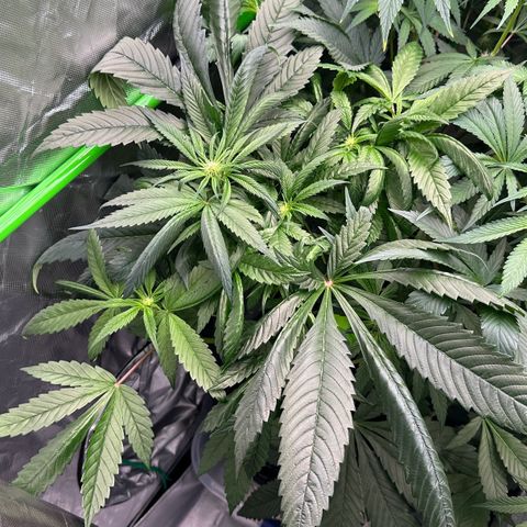 Misc x (LA Kush x Zkittles) #35 28.55g growlog timeline photo