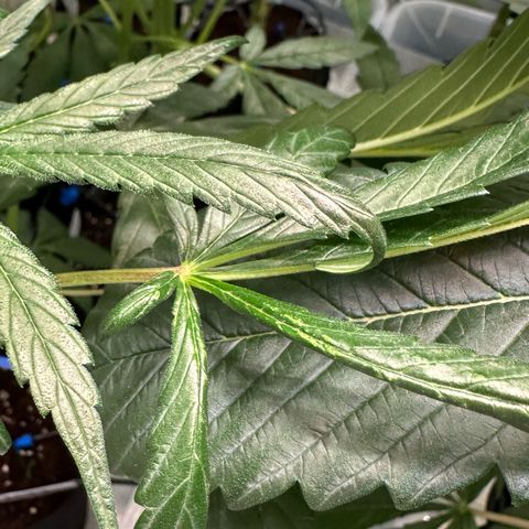 Misc x (LA Kush x Zkittles) #33 19.08g growlog photo:  Lower side branch has some canoeing and there’s some leaf tip curl. Lower fan leaf is twisted.