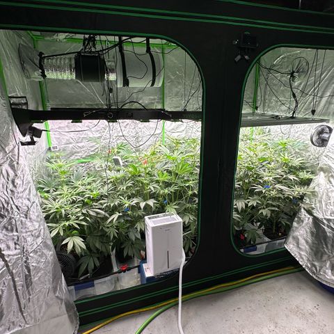 CxLAZ #16 50.72g growlog photo: Lights raised and tall plants top trained
