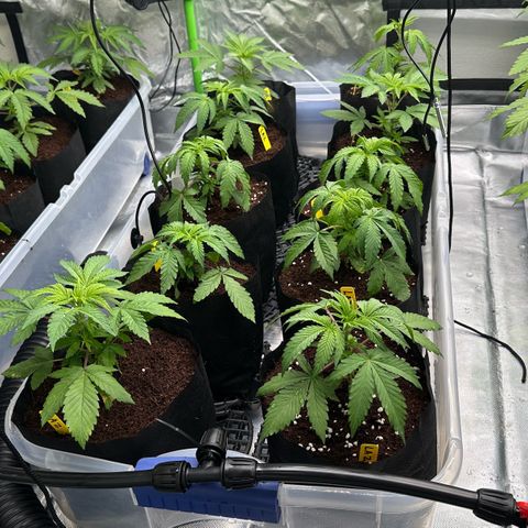 Misc x (LA Kush x Zkittles) #26 60.7g growlog timeline photo