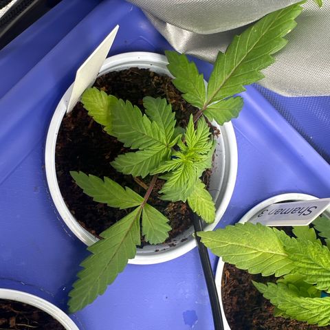 Shaman growlog timeline photo