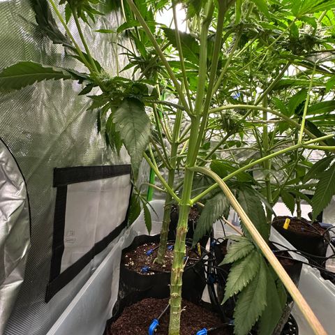 CxLAZ #20 13.7g growlog timeline photo