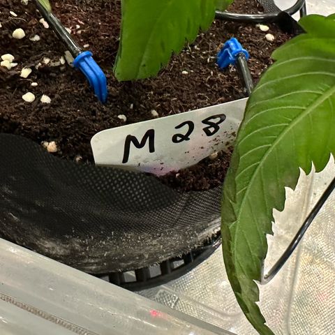 Misc x (LA Kush x Zkittles) #28 13.53g growlog timeline photo