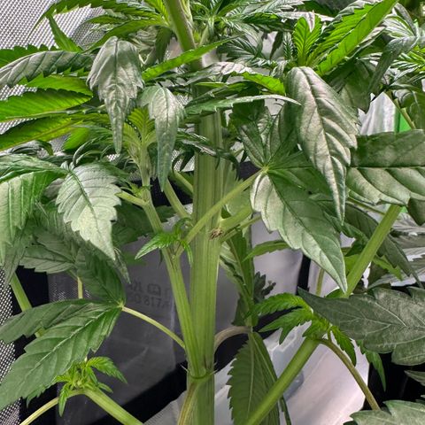 CxLAZ #16 50.72g growlog timeline photo