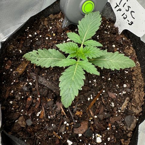 Misc x (LA Kush x Zkittles) #26 60.7g growlog timeline photo