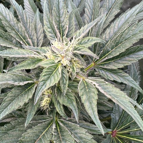 Misc x (LA Kush x Zkittles) #37 42.26g growlog timeline photo