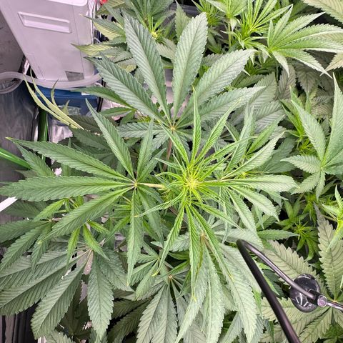 CxLAZ #16 50.72g growlog timeline photo