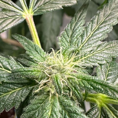 CxLAZ #16 50.72g growlog photo: Leafy 