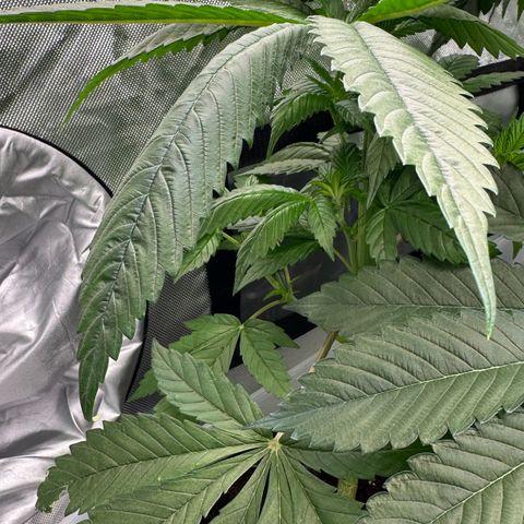 CxLAZ #16 50.72g growlog timeline photo