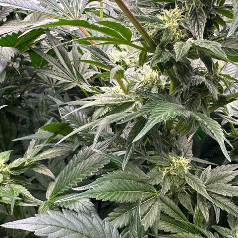 Misc x (LA Kush x Zkittles) #37 42.26g growlog timeline photo